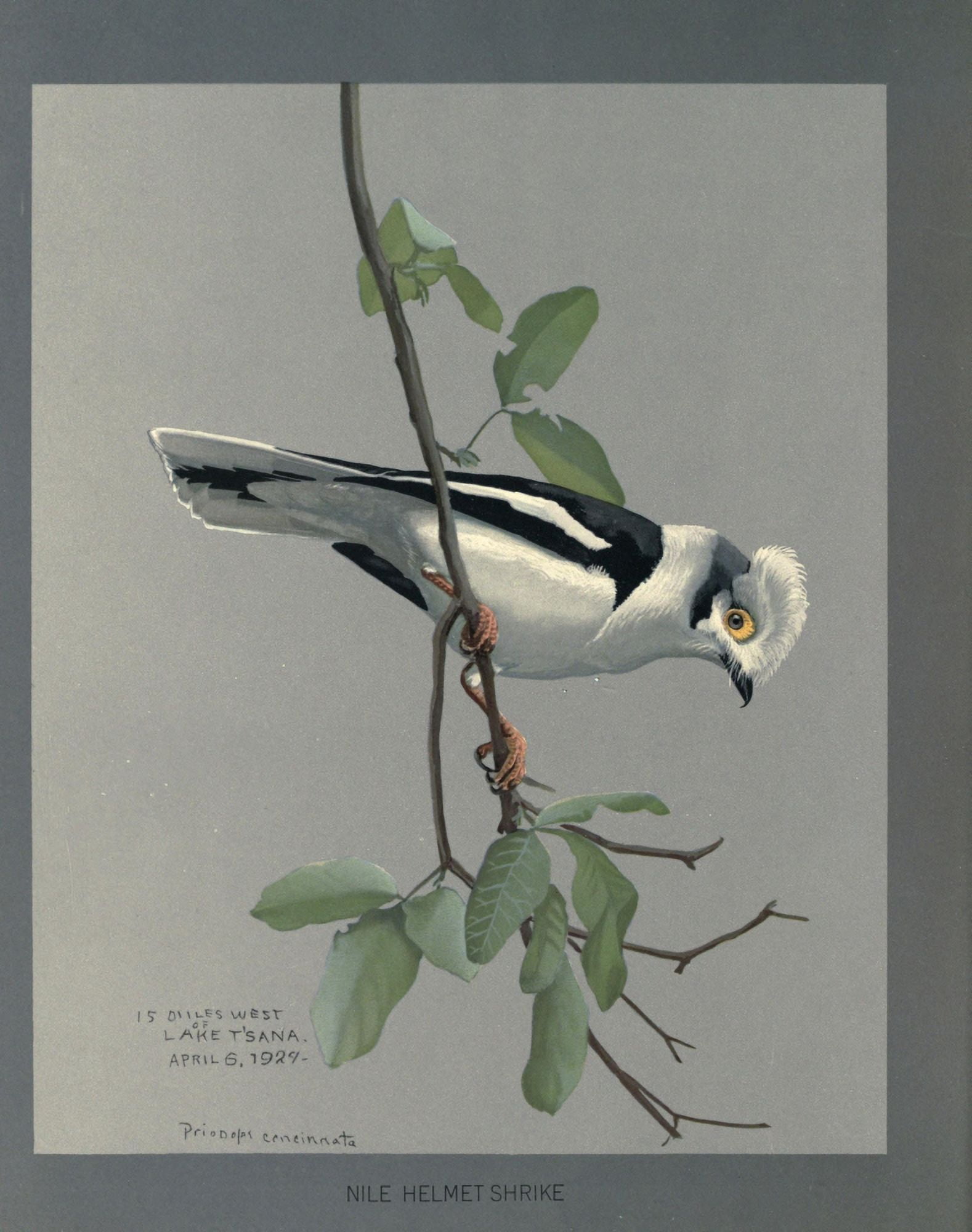 Abyssinian Birds & Mammals 1930 Nile Helmet Shrike Canvas Art - LA Fuertes (24 x 36)
