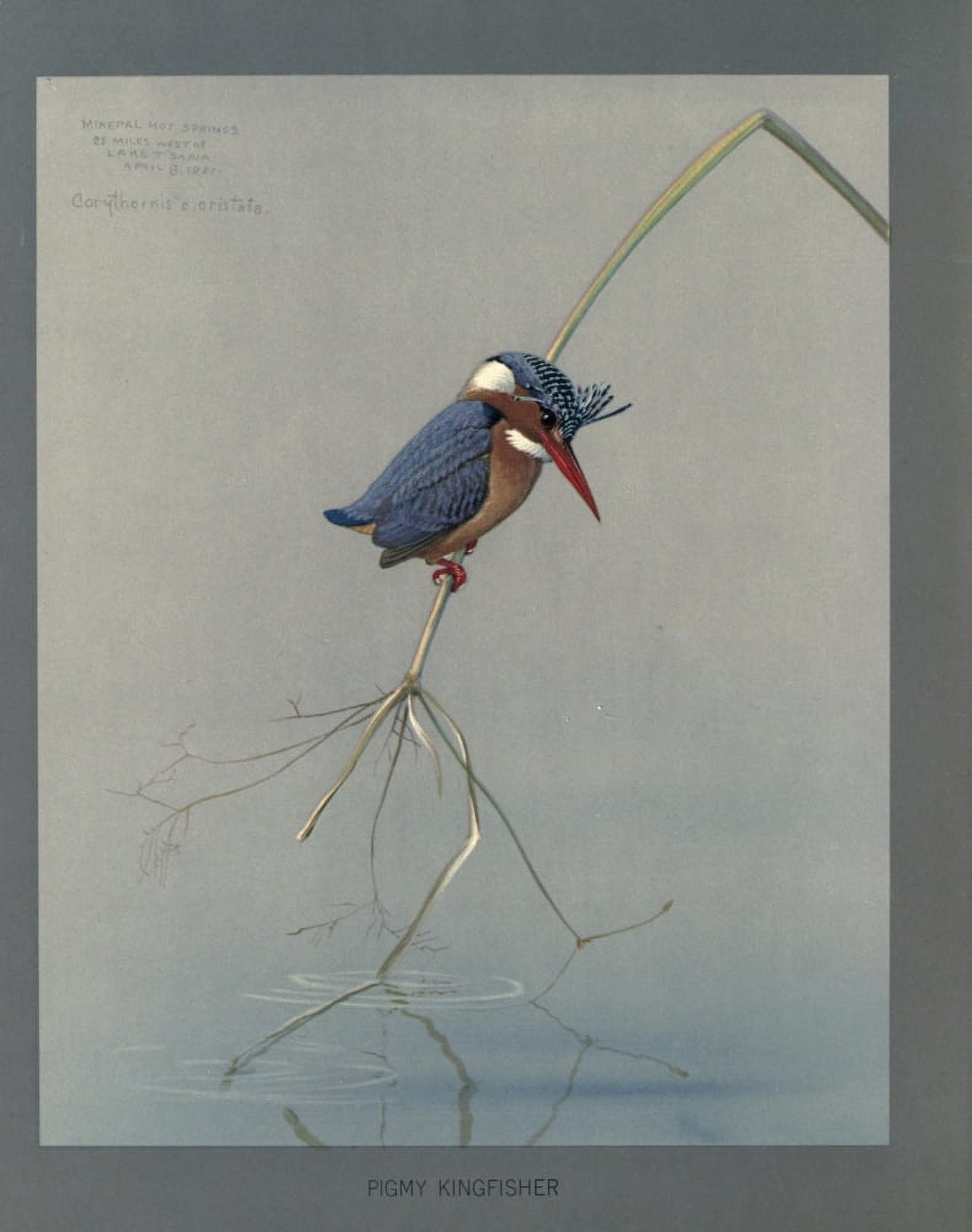 Abyssinian Birds & Mammals 1930 Pigmy Kingfisher Canvas Art - LA Fuertes (18 x 24)