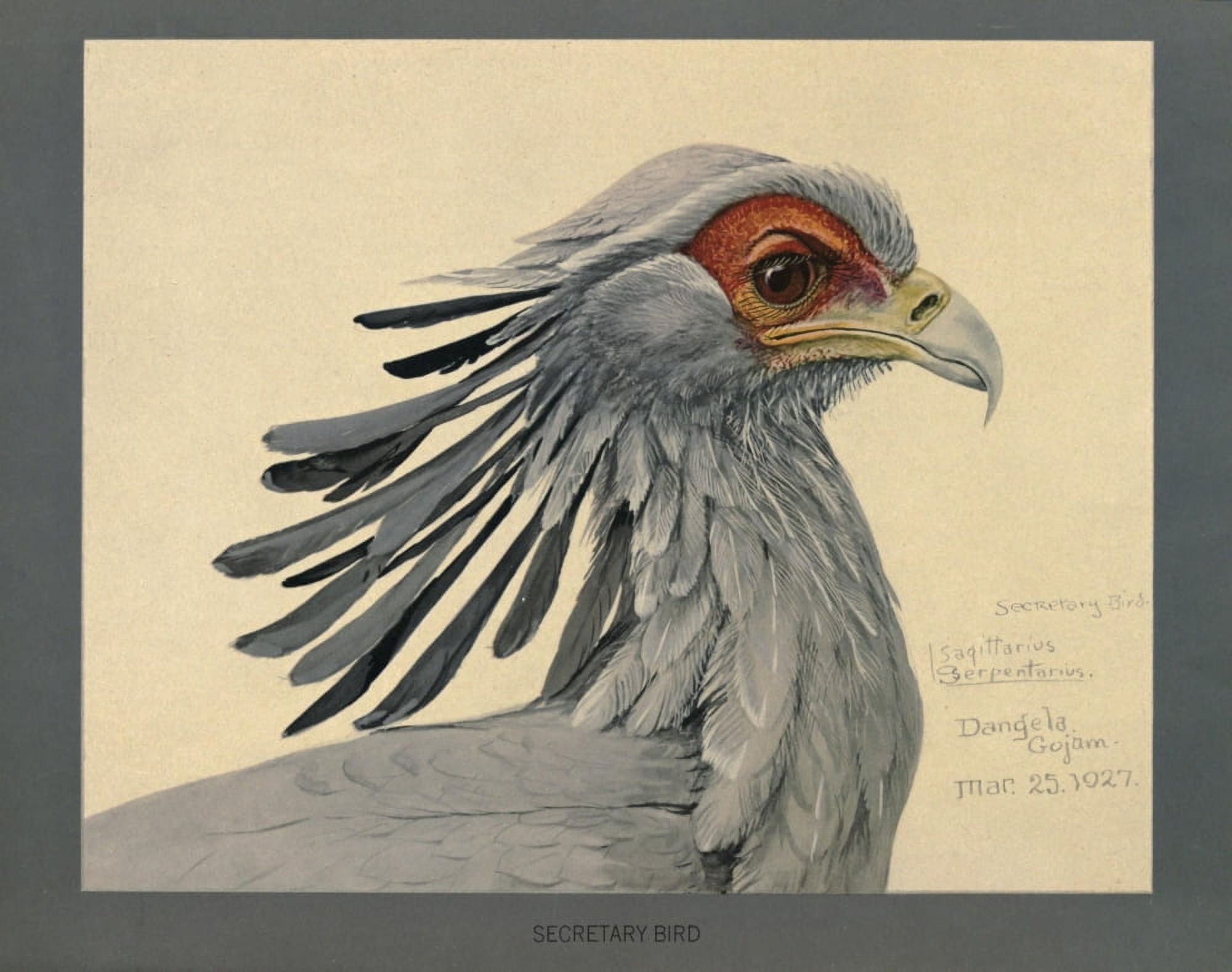 Abyssinian Birds & Mammals 1930 Secretary Bird Canvas Art - LA Fuertes (18 x 24)