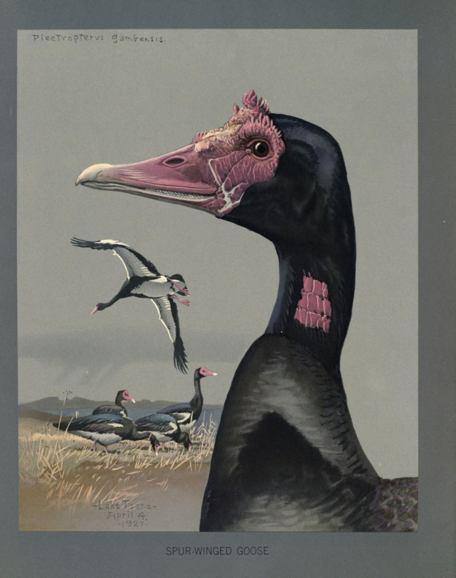 Abyssinian Birds & Mammals 1930 Spur-winged Goose Canvas Art - LA Fuertes (24 x 36)