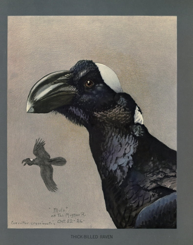 Abyssinian Birds & Mammals 1930 Thick-Billed Raven Canvas Art - LA Fuertes (18 x 24)