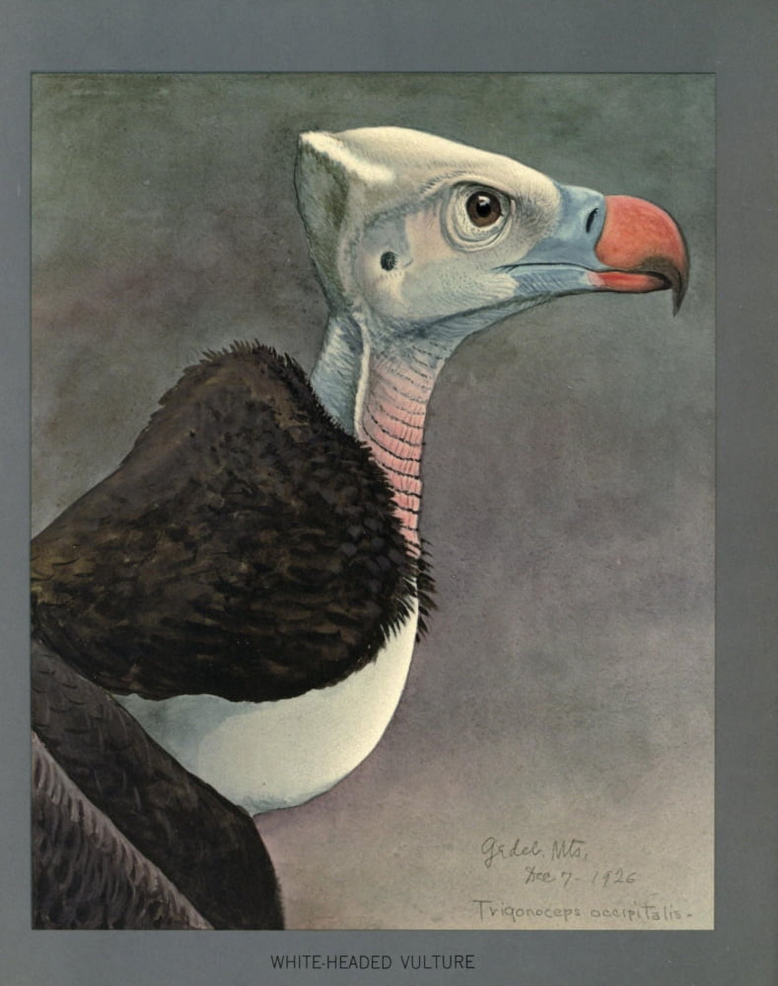 Abyssinian Birds & Mammals 1930 White-headed Vulture Canvas Art - LA Fuertes (18 x 24)