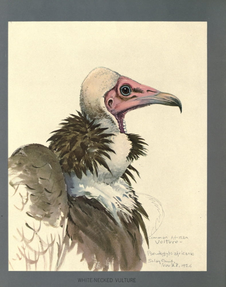 Abyssinian Birds & Mammals 1930 White-necked Vulture Canvas Art - LA Fuertes (24 x 36)