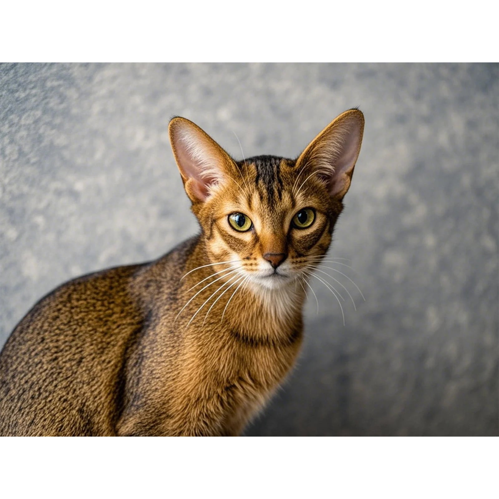 Abyssinian Cat Kitten Diamond Painting DIY Kit 5D Diamond Art Full ...