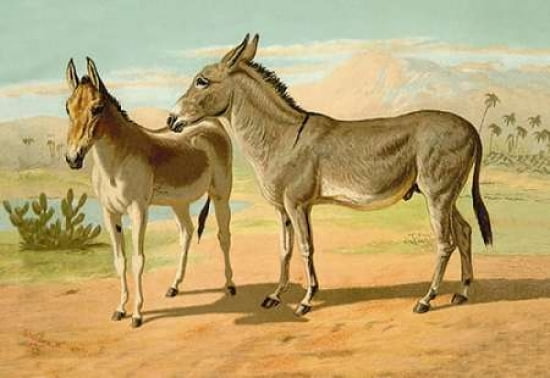 Abyssinian Male and Indian Onager Female 1900 Canvas Art - Samuel Sidney (24 x 36)