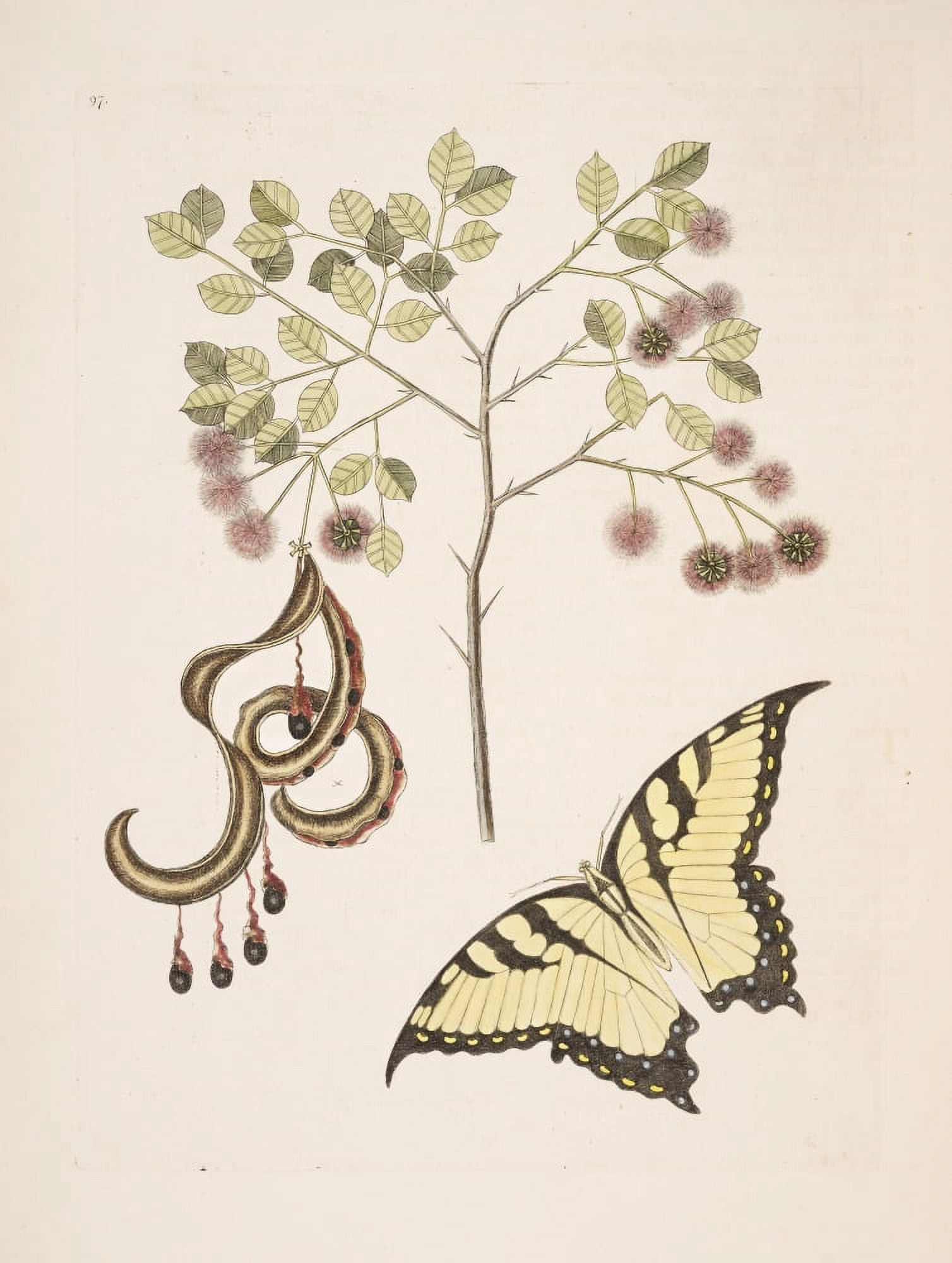 Acacia Canvas Art - Mark Catesby (18 x 24)