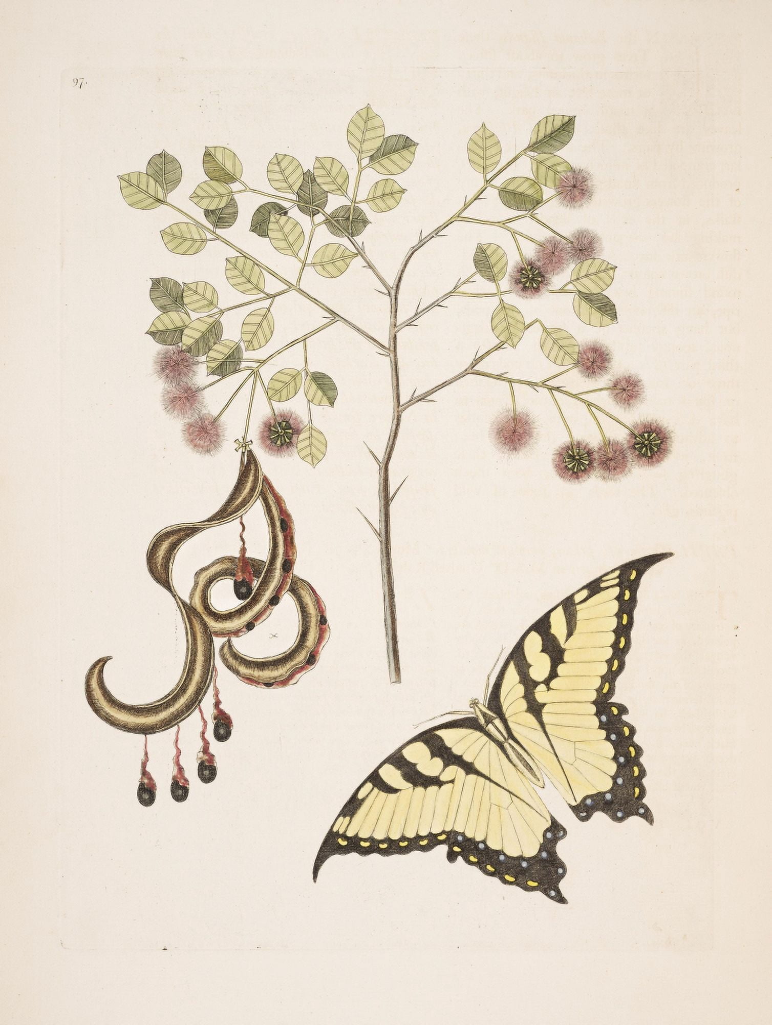 Acacia Canvas Art - Mark Catesby (24 x 36)