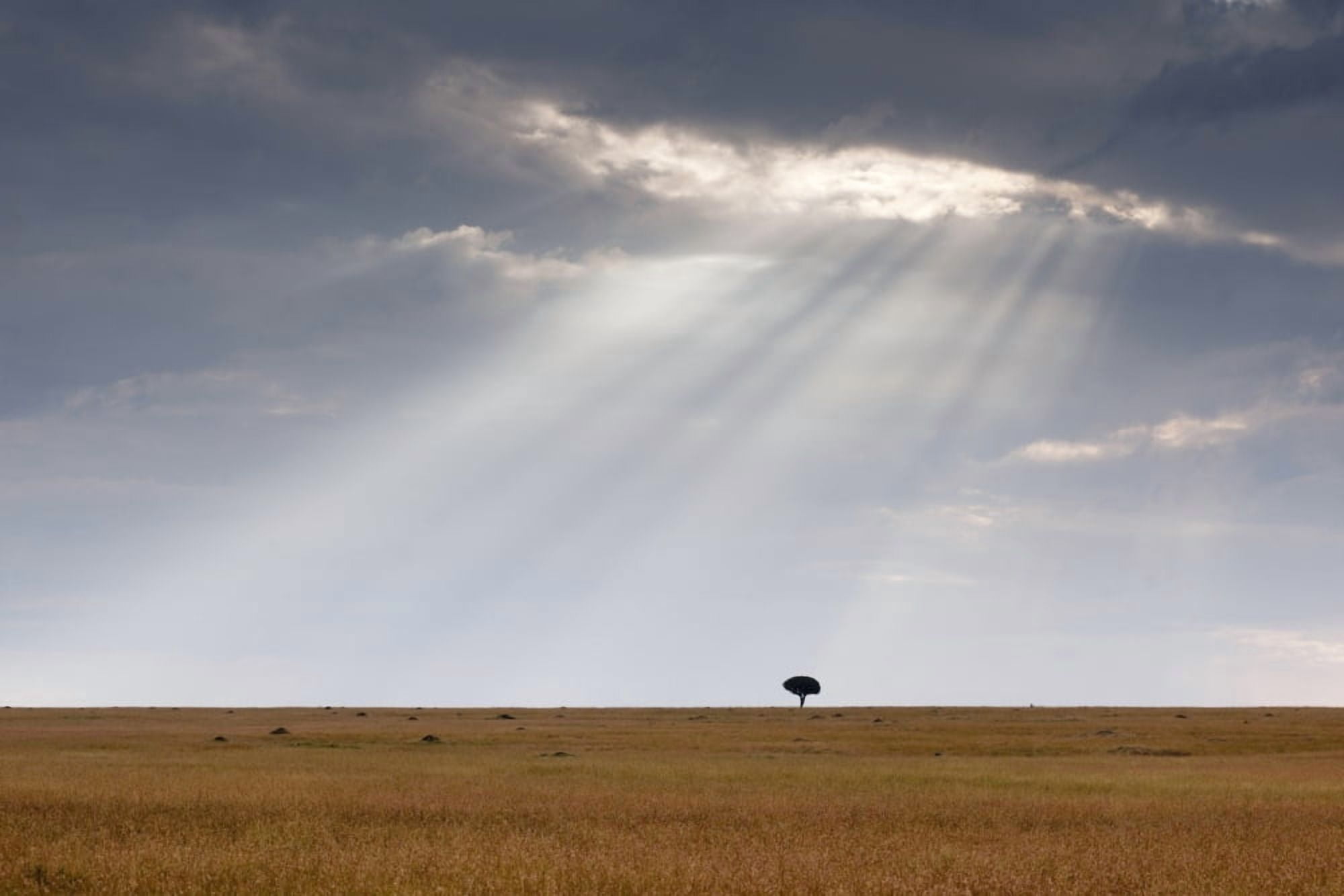 Acacia Tree Kenya Africa Canvas Art - Keith Levit Design Pics (18 x 12)