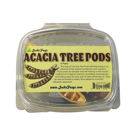 Acacia Tree Pods (Includes 5 Pods)