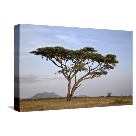 Acacia Tree, Serengeti National Park, Tanzania, East Africa, Africa, Botanical Scenic Stretched Canvas Wall Art by James Hager Sold by Art.Com