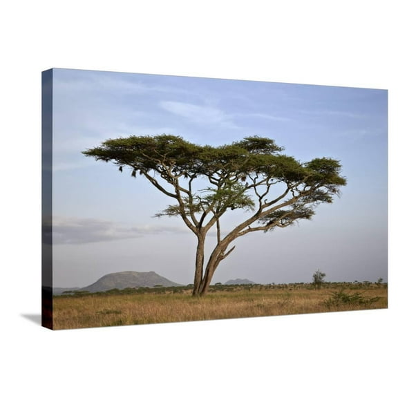 Acacia Tree, Serengeti National Park, Tanzania, East Africa, Africa, Botanical Scenic Stretched Canvas Wall Art by James Hager Sold by Art.Com