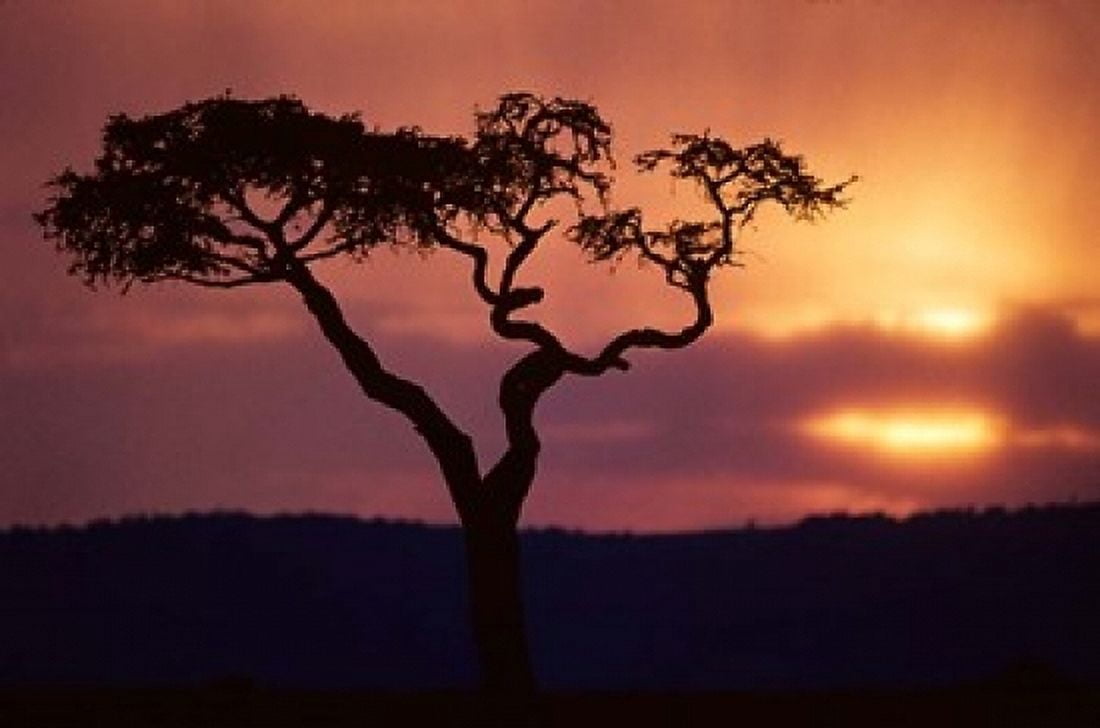 Acacia Tree as Storm Clears Masai Mara Game Reserve Kenya Canvas Art - Paul Souders DanitaDelimont (18 x 12)