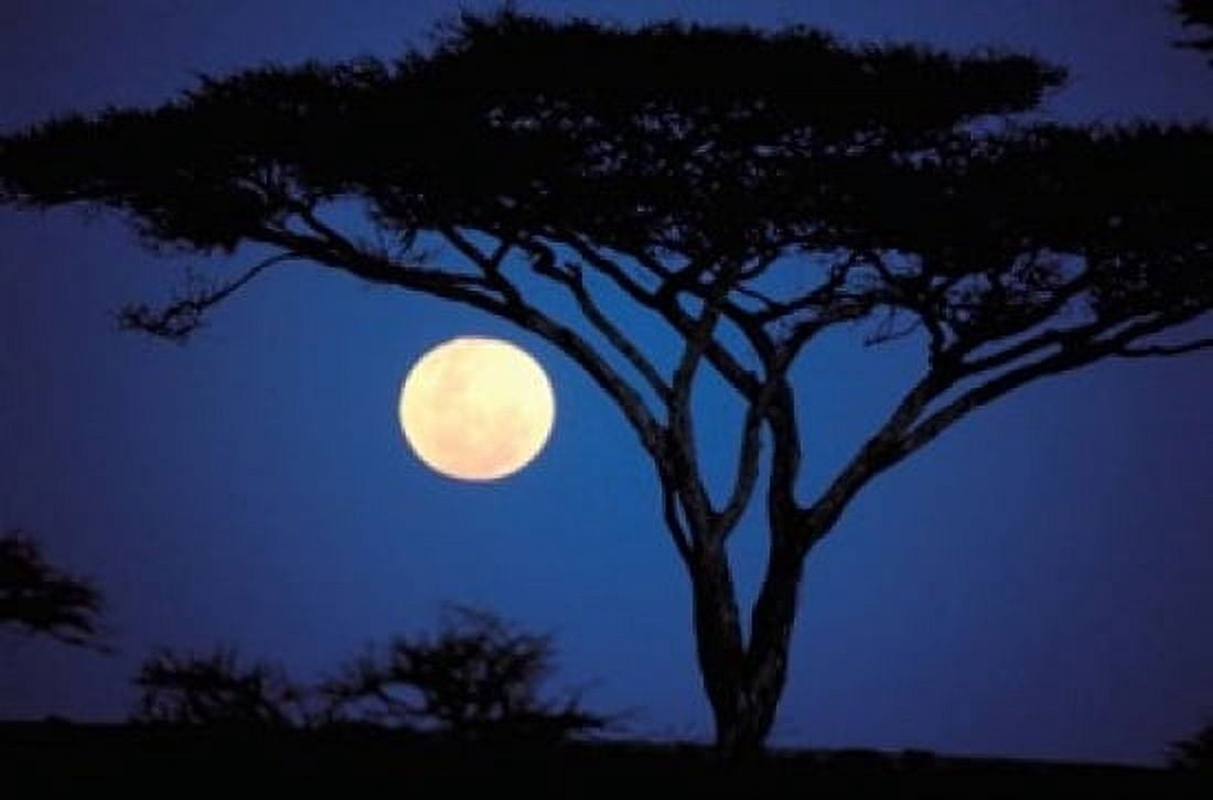 Acacia Tree in Moonlight Tarangire Tanzania Canvas Art - Marilyn Parver DanitaDelimont (18 x 12)
