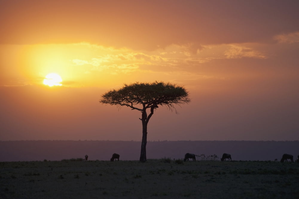 Acacia Trees At Sunset Mara River Maasai Mara Kenya Africa Canvas Art - Keith Levit Design Pics (18 x 12)