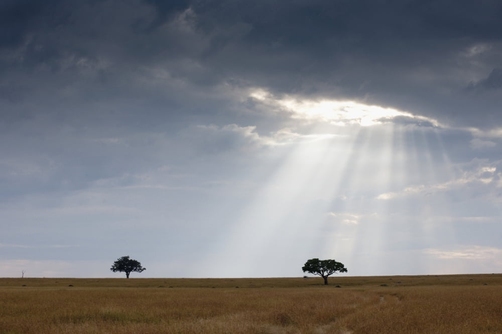 Acacia Trees Kenya Africa Canvas Art - Keith Levit Design Pics (18 x 12)