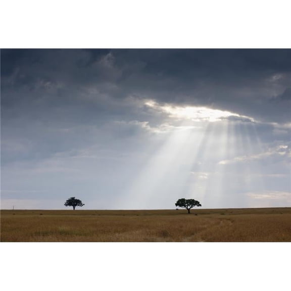 Acacia Trees Kenya Africa Poster Print