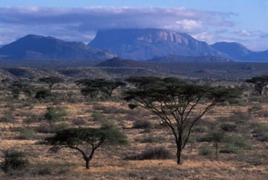 Acacia and Distant Massif North of Mt Kenya Samburu National Reserve Kenya Canvas Art - Paul Souders DanitaDelimont (18 x 12)