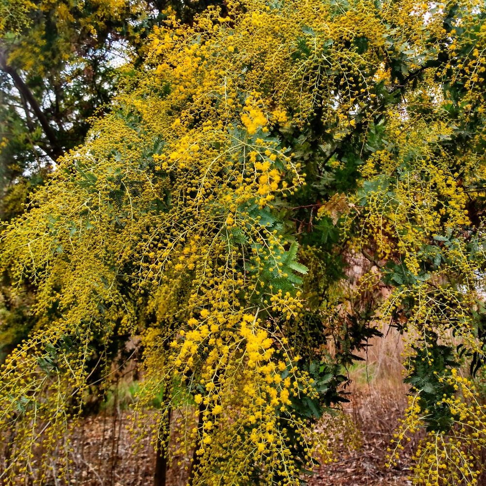 Acacia baileyana Seeds "Cootamundra Wattle" Australian Evergreen