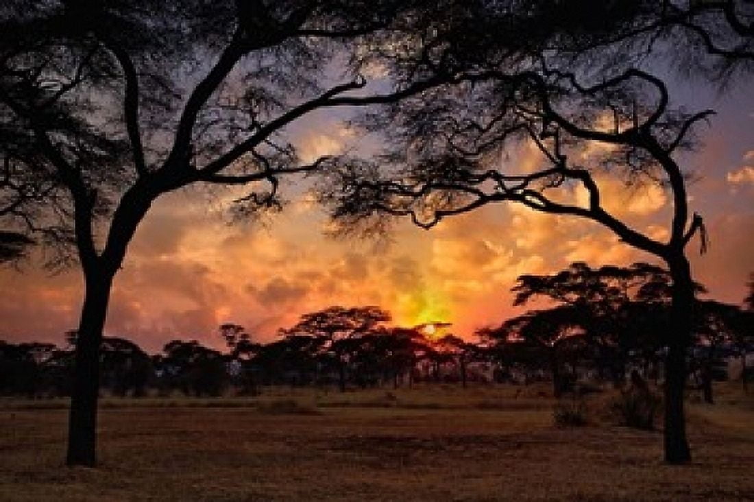 Acacia forest sunset Tarangire National Park Tanzania Canvas Art - Adam Jones DanitaDelimont (24 x 15)