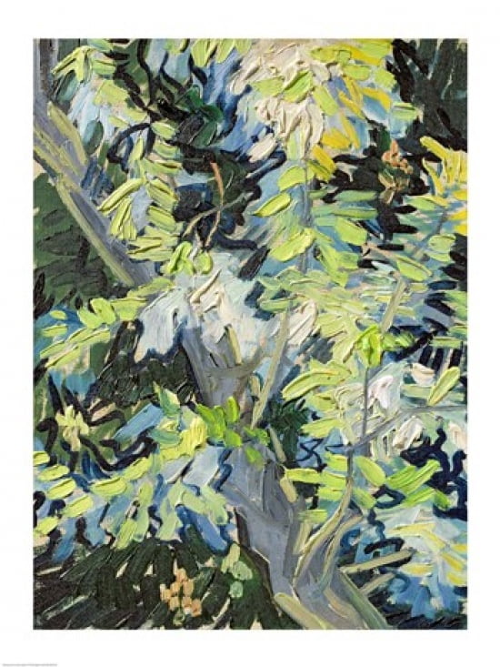 Acacia in Flowe Canvas Art - Vincent Van Gogh (18 x 24)