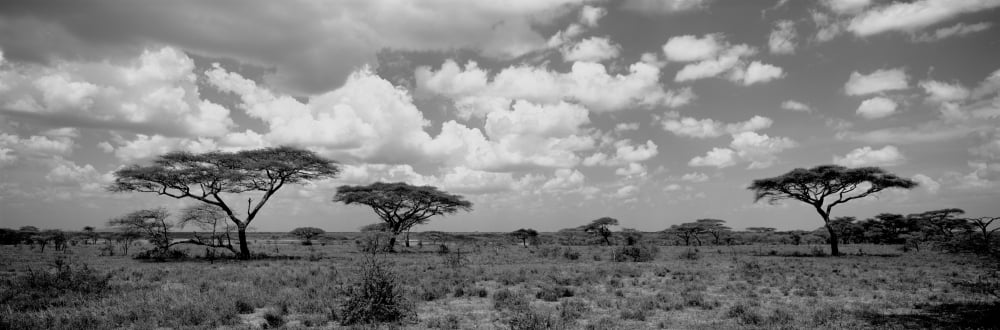 Acacia trees on a landscape Lake Ndutu Tanzania Canvas Art - Panoramic Images (12 x 36)