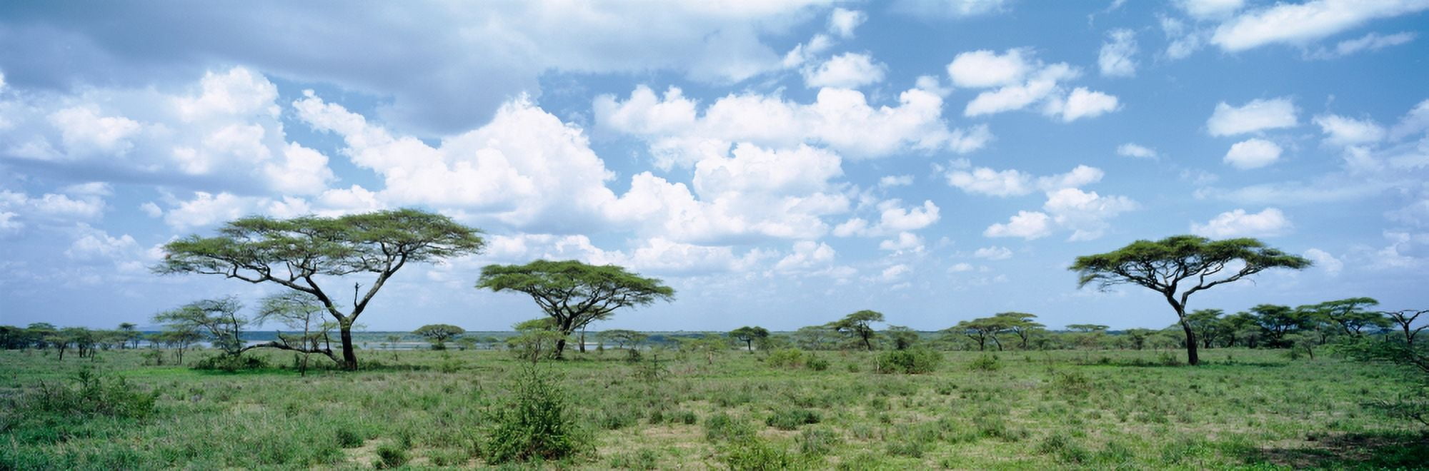 Acacia trees on a landscape Lake Ndutu Tanzania Canvas Art - Panoramic Images (27 x 9)
