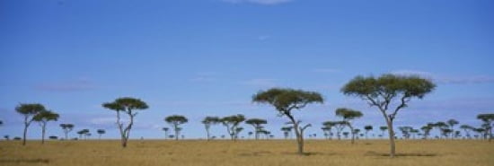 Acacia trees on a landscape Maasai Mara National Reserve Kenya Canvas Art - Panoramic Images (18 x 6)