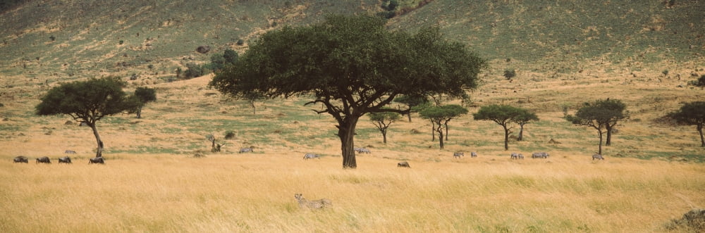 Acacia trees on hillside Masai Mara National Reserve Kenya Canvas Art - Panoramic Images (12 x 36)