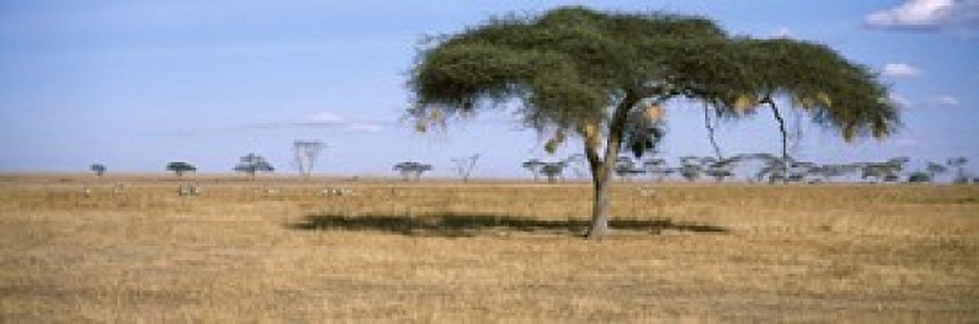 Acacia trees with weaver bird nests Antelope and Zebras Serengeti National Park Tanzania Canvas Art - Panoramic Images (18 x 6)