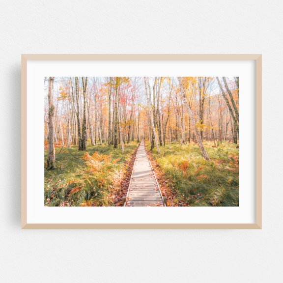 Acadian Woods - Maine Photography Autumn Forest Nature Scenic Landscape Botanical Rustic Oak Framed Wall Art Print 5 x 7 inches
