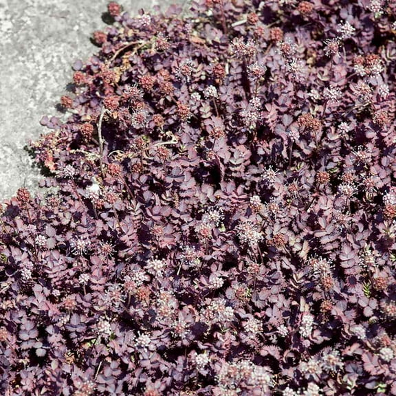 Outsidepride 100 Acaena Inermis Purpurea Plant Seeds, Fern-like Foliage