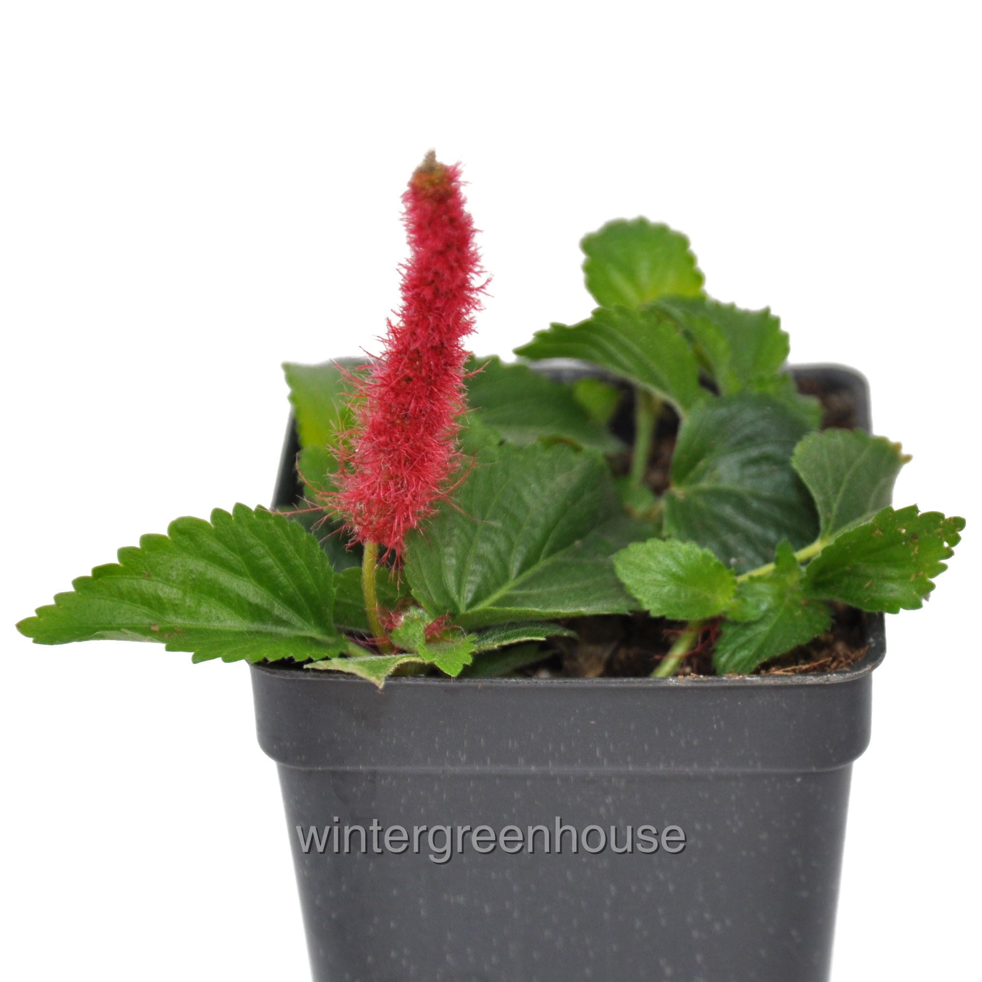 Acalypha Hispida, Chenille, Chenille Plant, Monkey Tail, Red Hot Cat's