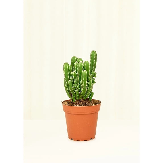Acanthocereus Tetragonus 'Fairy Castle' Live Green Plant in 4" Pot