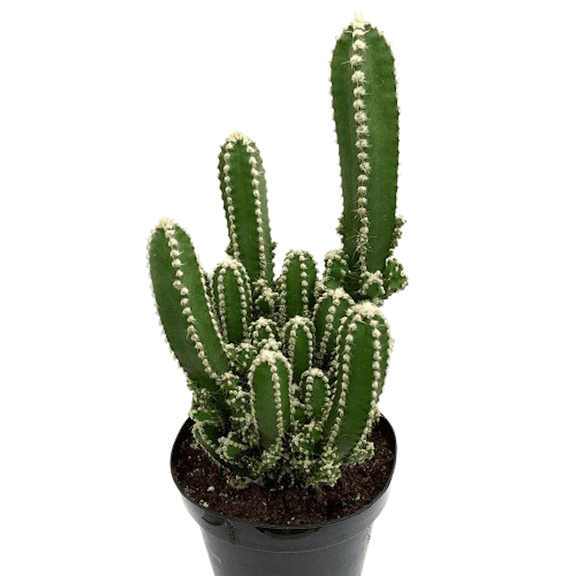 Acanthocereus tetragonus, Fairy Castle Succulent Cactus Plant 3 Inch Pot