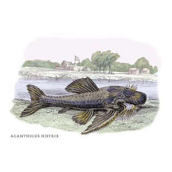 Acanticus Histrix-Fine Art Canvas Print (20" x 30")