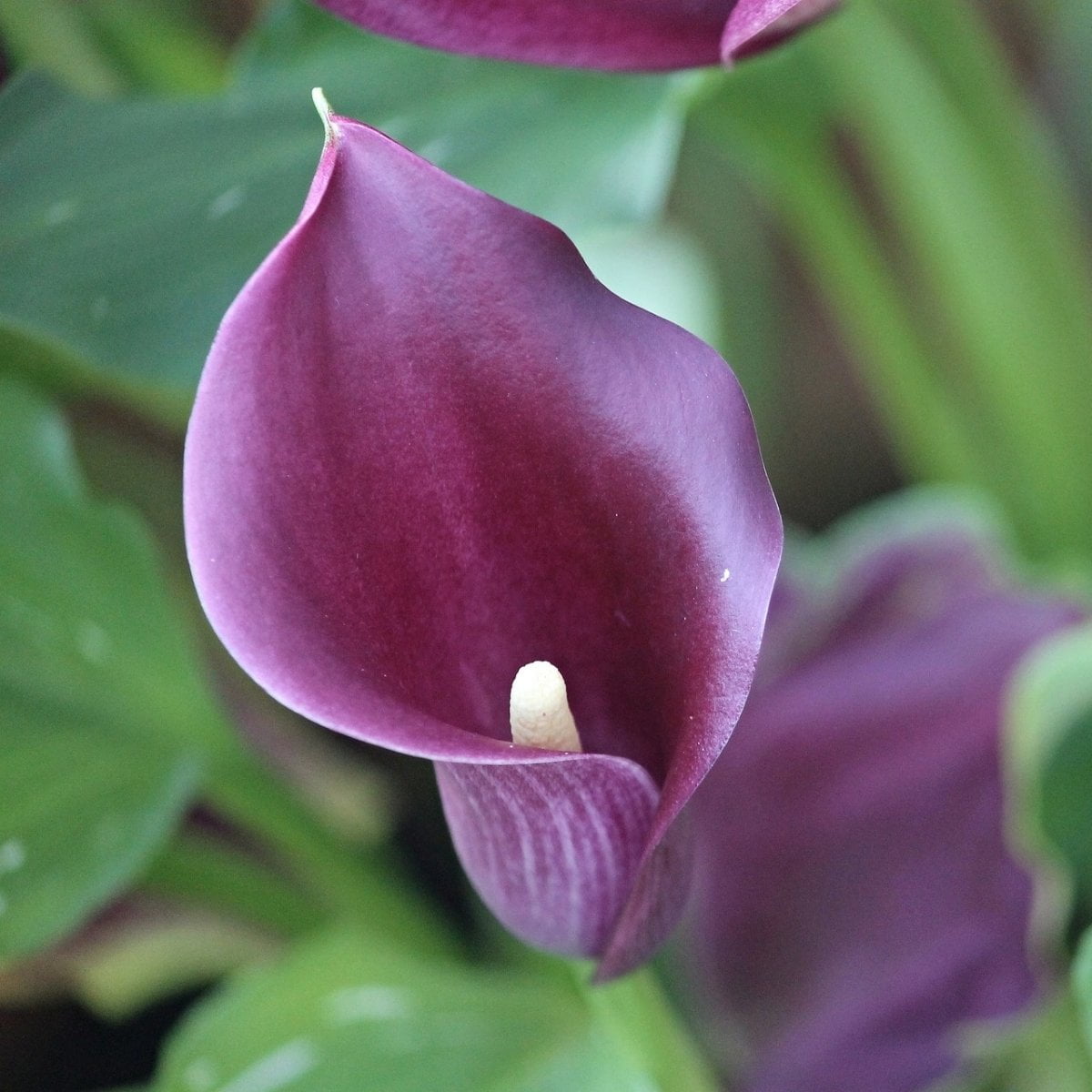 Accent Calla Lily Bulb 14/16cm - Rich Purple