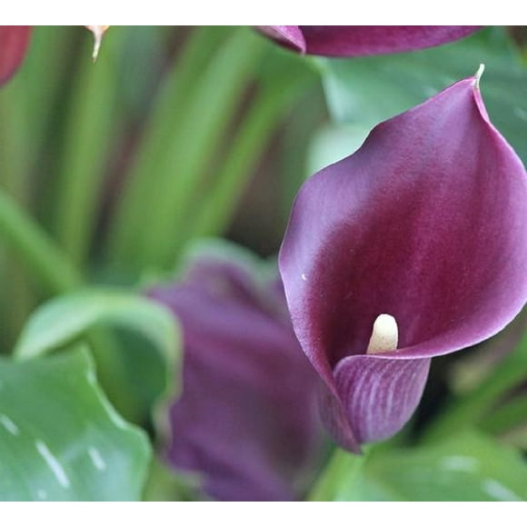 Accent Calla Lily Bulb 14/16cm - Rich Purple
