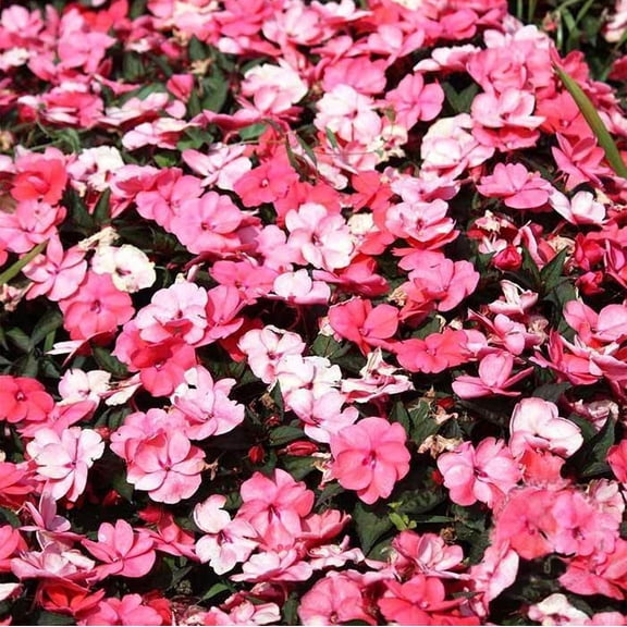 Mountain Valley Seed Company Accent Series 100 Seeds Impatiens Peppermint Mix Flower Seeds, Annual, Dwarf Mound, Shade