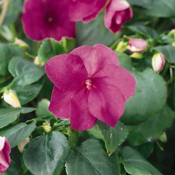 Accent Series Impatiens Violet ~100 Seeds – 70-77 Day Bloom | Annual Dwarf Mound | Coated Seeds for Shade | 8–10" Tall | Classic Colors | Easy Garden or Container Flower | Impatiens walleriana