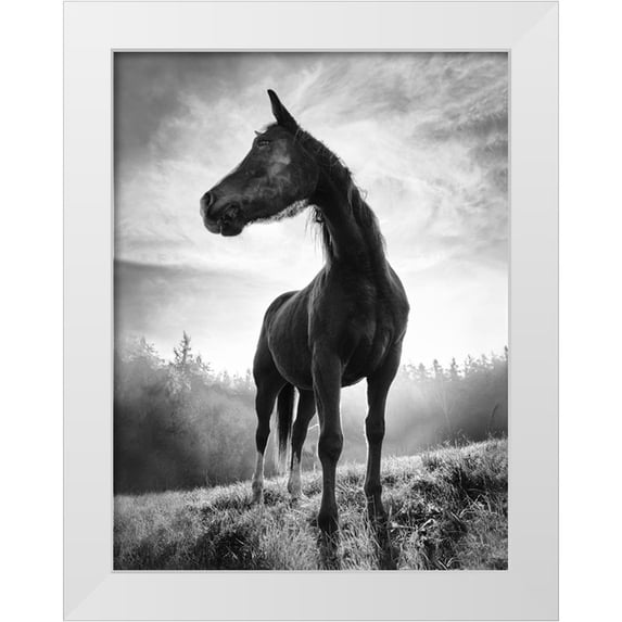 Accordini, Alessandro 25x32 White Modern Wood Framed Museum Art Print Titled - Backlight Horse