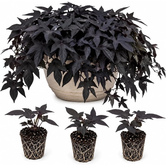 Ace of Spades Sweet Potato Vine Live Starter Plugs Ipomoea Dark Purple Black Trailing Foliage Ornamental Vine for Planters, 3 Plug