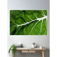 thumbnail image 1 of Acelga Chard Poster Wall Art, Modern Wall Decor For Living Room Bedroom, 24x36 UNFRAMED, 1 of 3
