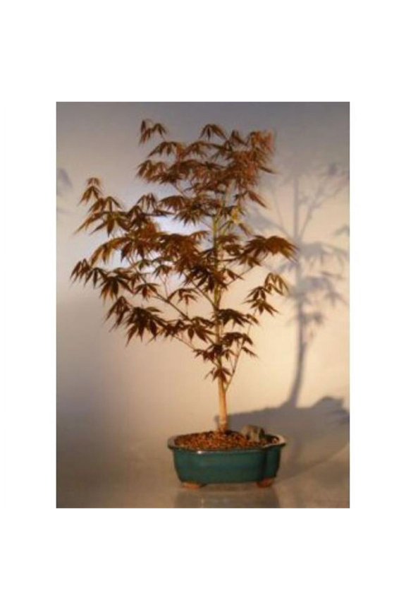 Acer Palmatum Atropurpureum Japanese Maple Tree, Red - Large