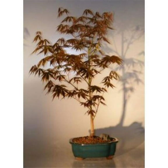 Acer Palmatum Atropurpureum Japanese Maple Tree, Red - Large