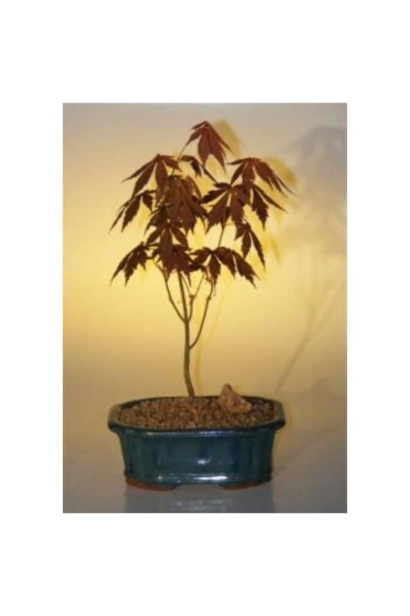Acer Palmatum Atropurpureum Japanese Maple Tree, Red - Small