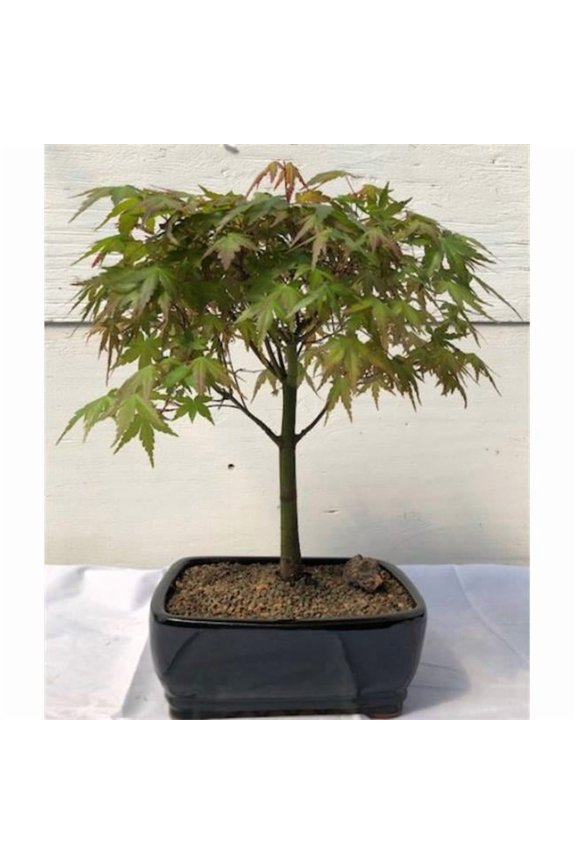 Acer Palmatum Japanese Green Maple Bonsai Tree, Large