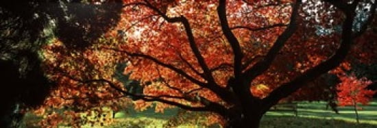 Acer tree in a garden Thorp Perrow Arboretum Bedale North Yorkshire England Canvas Art - Panoramic Images (36 x 12)