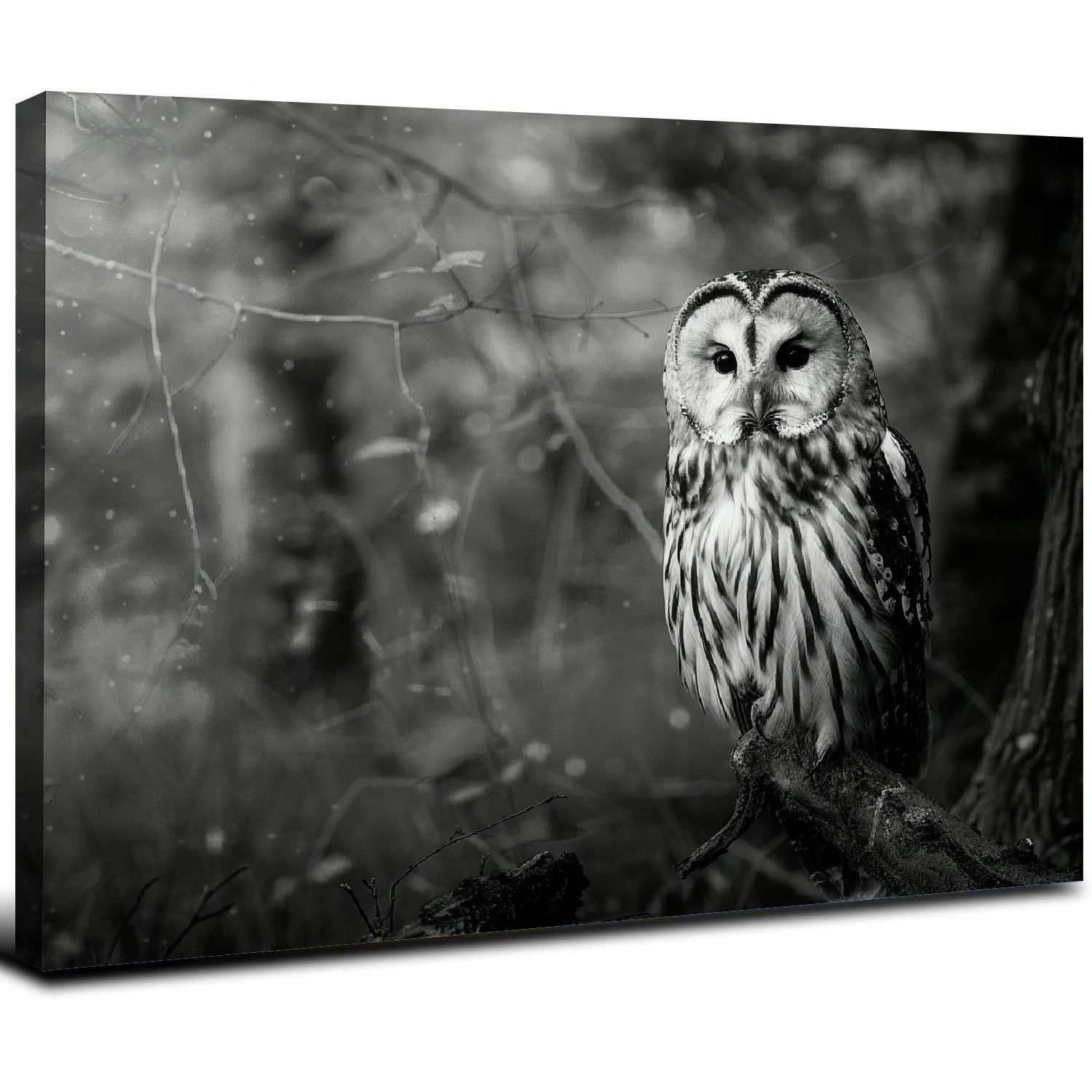 Ach Black and White Owl Canvas Wall Decor Bird Artwork, Wild Animal ...
