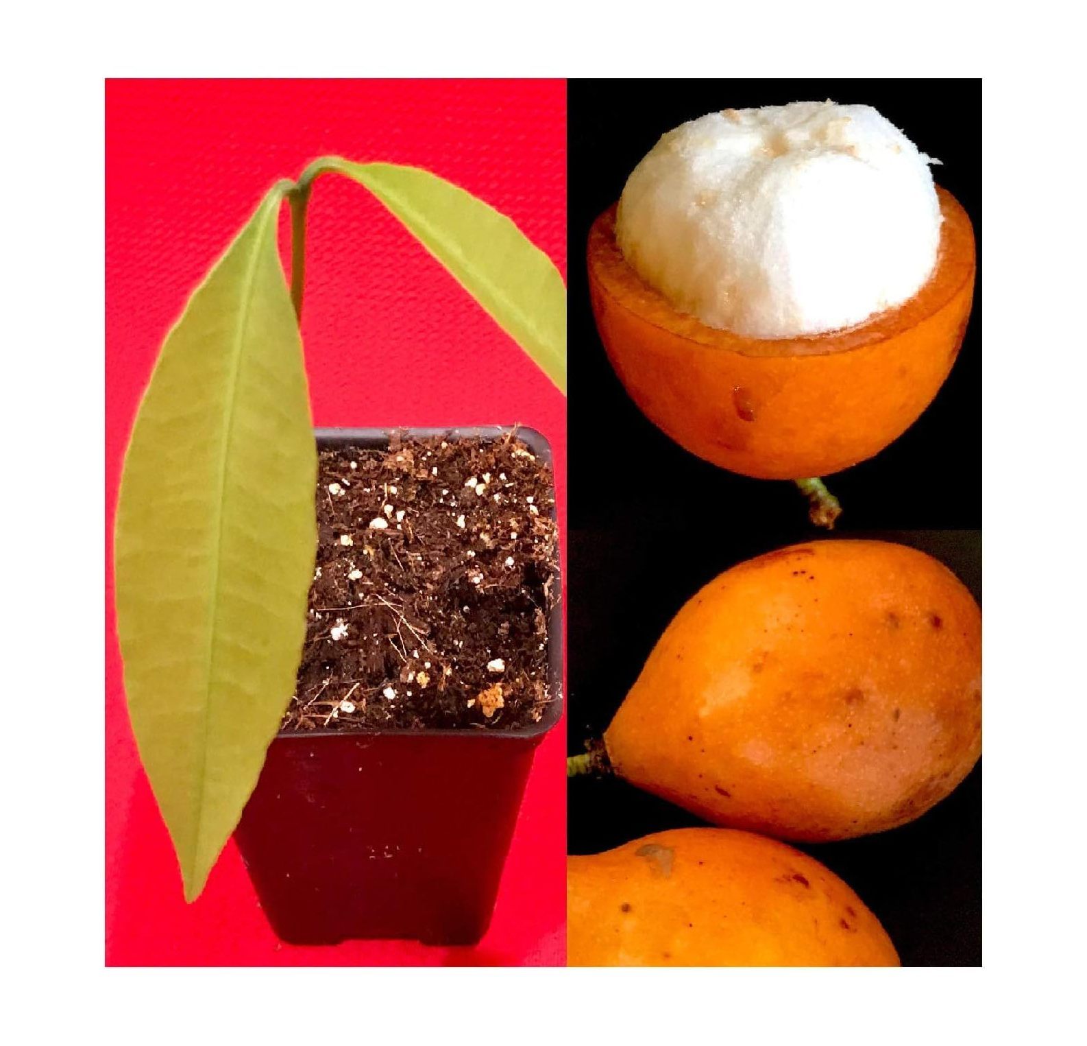 Achachairu Garcinia Humilis Orange Mangosteen Tropical Fruit Tree Starter Plant - image 1 of 8