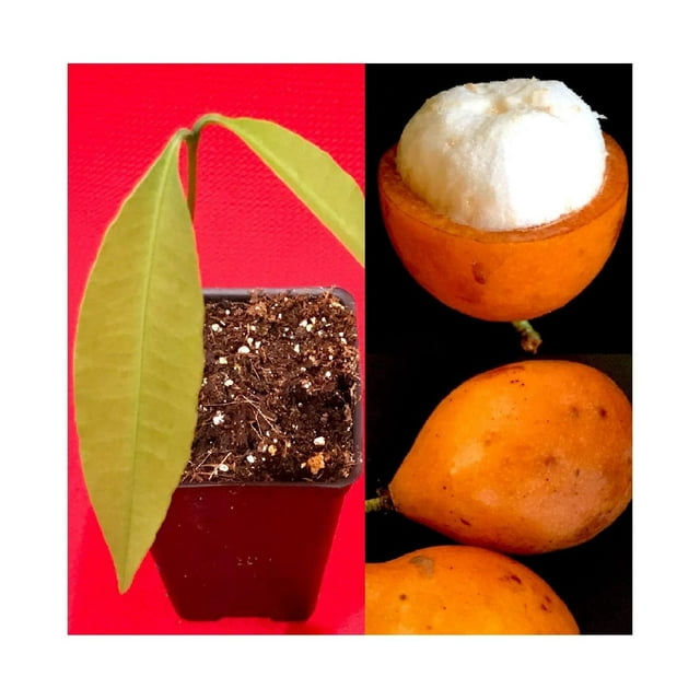 Achachairu Garcinia Humilis Orange Mangosteen Tropical Fruit Tree Starter Plant